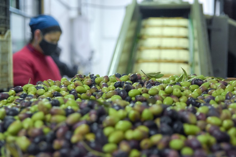 PARLASUR defiende la industria olivcola en el acuerdo con la Unin Europea